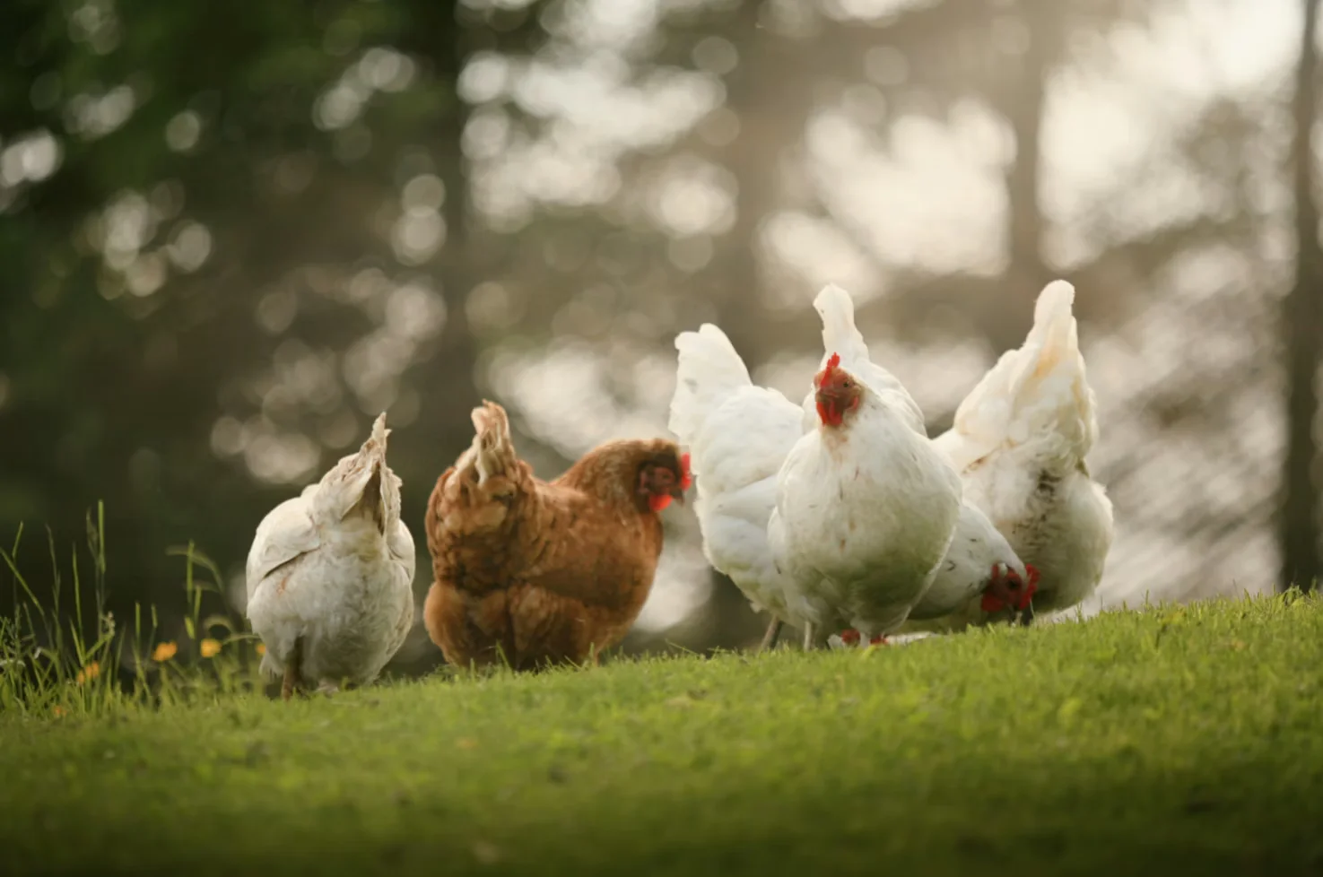 Gallinas camperas en las 10 hectáreas de la granja DCielo, Extremadura