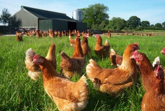 Gallinas en libertad en la dehesa extremeña de DCielo, Cáceres